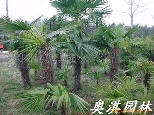 网购棕榈树种子，如何辨别真假？