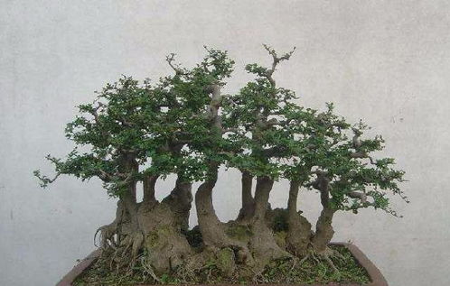 野金弹子树桩：价格攀升的秘密