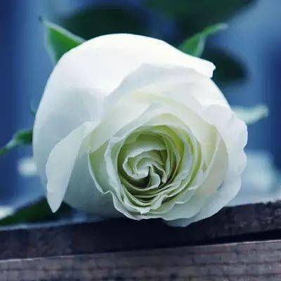 11朵玫瑰的花语是什么代表着怎样的浪漫与祝福呢