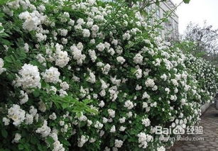 天气热，蔷薇苗会不会晒伤呢？