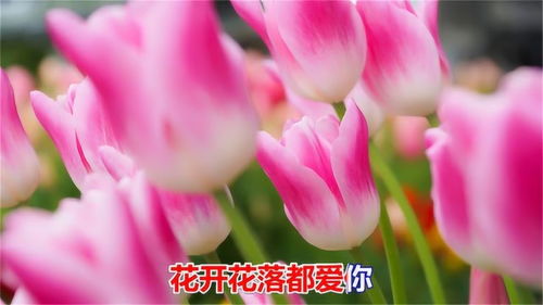 花开花败，这首歌好听吗