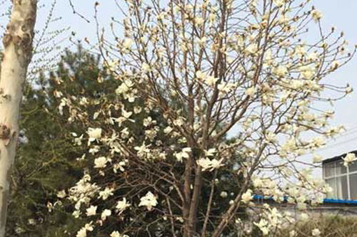 种子到树苗的蜕变