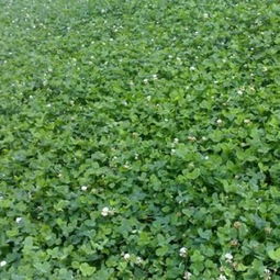 道路绿化的灌木品种大盘点