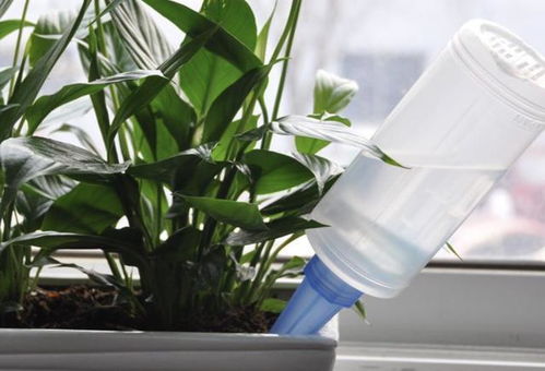 全面肥料， 满足花卉生长需求