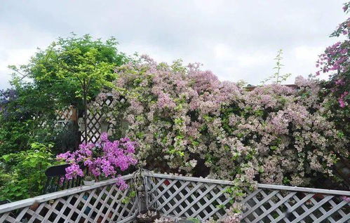 如何用超多花量藤本月季打造美观又实用的绿化栅栏花墙？
