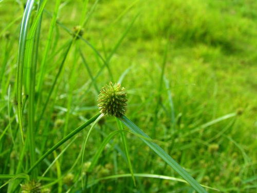 常见除草剂对下茬作物的影响，种植户要注意啦！