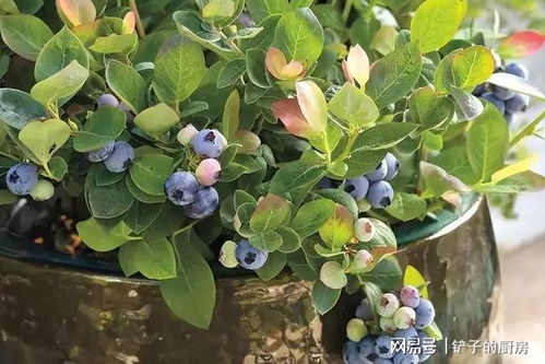如何科学合理地养殖玉麒麟，使其根系发达、枝叶繁茂