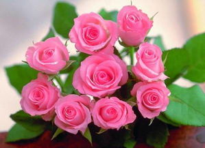 星座花语和各国国花