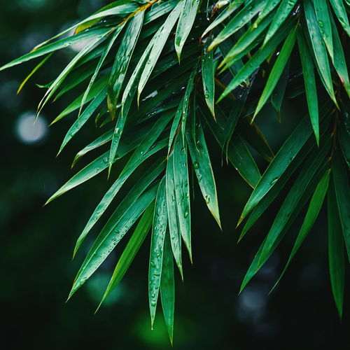 万年青的神秘之处究竟是什么它为何能历经万年而不衰