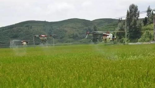 水稻种植小知识：稻田里没水能打农药吗？