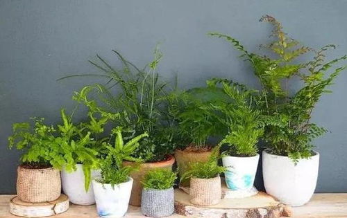 植物小精灵：绿萝， 你的室内小助手