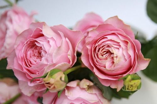 优点是啥?为什么这么受欢迎?