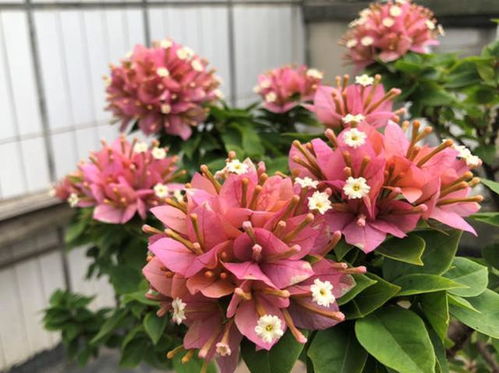 三角梅叶片不平整之谜