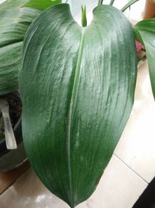 美人蕉种植的趣事