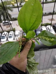 老药农的土法子