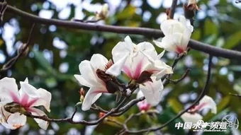 木兰：花中皇后美丽动人