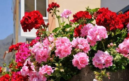 光照充足，温度适宜是保证