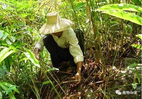 美人蕉根系发达，为什么不开花