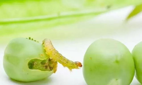 甲维盐的神秘面纱：揭秘虫害反复难控的三招增效方案