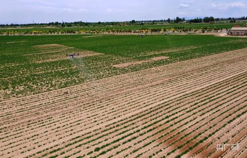 农药种植基地的分布情况