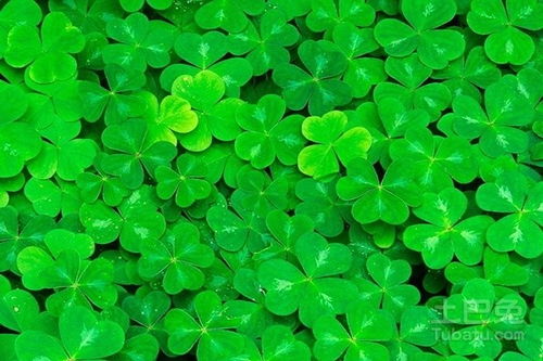 三叶草，那个可爱的家伙