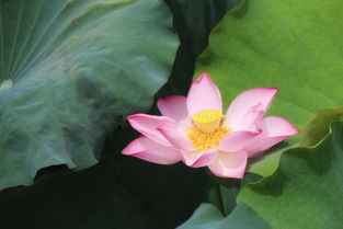 荷花立起来需要多久？