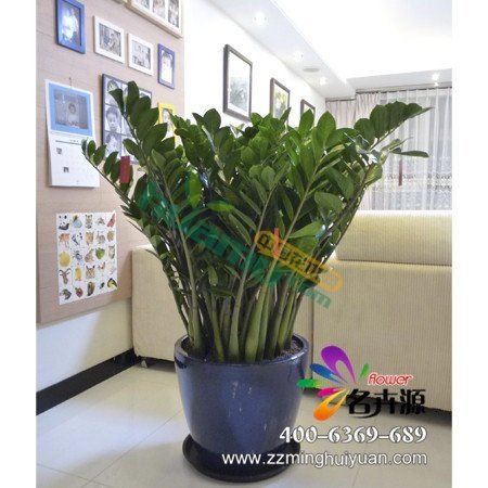 金钱树球根水培种植是否可行？