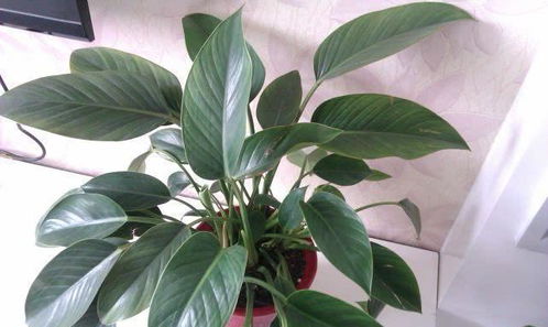 浇水过多，金钻的烦恼