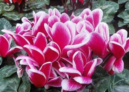 初尾花叶子发黄：五步急救指南