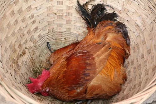 揭秘鸡为何用土洗澡，淋雨后的正确处理方式！