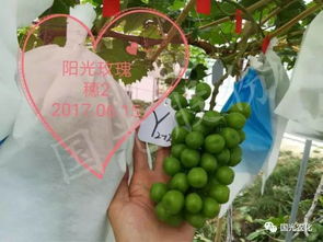 玫瑰花的修剪艺术：让美丽绽放的秘密