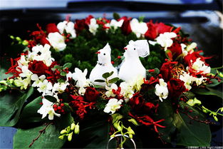 橡树球的象征意义