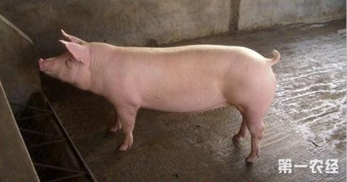 喂猪多久出栏受饲料种类、猪种和饲养管理等因素影响，具体时间是多少呢？