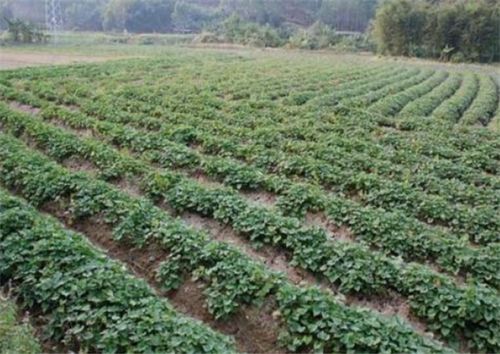 临猗县种植户的创新方案