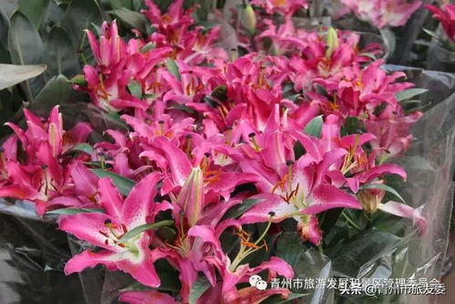 山丹花的寓意与象征中，它深层寓意着哪些美好的品质和情感
