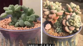 多肉植物黑腐病怎么办？如何有效治疗