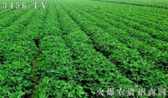 春播和秋播拉出来遛遛