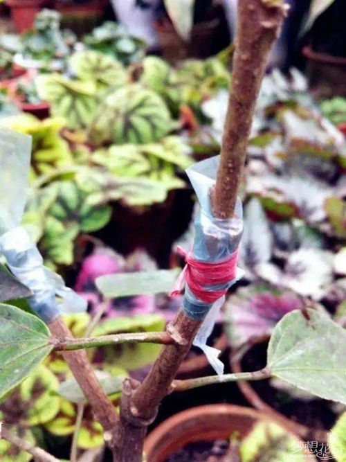 植物嫁接时如何正确选择接穗和砧木