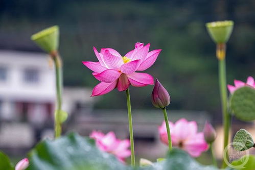 夏兰花，又名夏荷