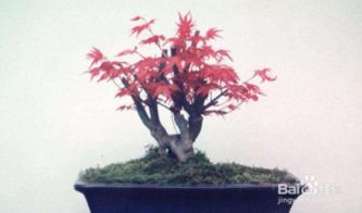 红枫树移栽的黄金季节