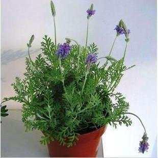 薰衣草、 蒲葵，还有许多花儿有特bie效果