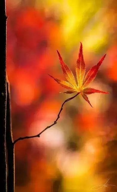 梅花落叶之谜，为何春意未尽却叶落纷纷