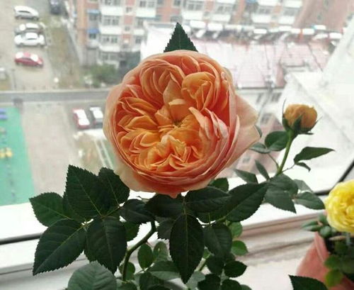 月季施肥的秘诀：3要2不要，让你的月季花开爆盆！