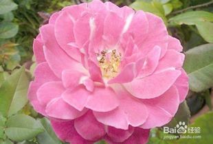 月季花水插繁育技术——提高成功率的秘密