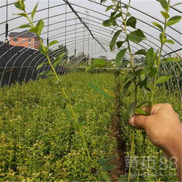 四季豆苗移栽的最佳季节是什么时候