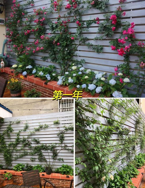 拓展阅读：一楼带院子的房子， 入住半年多，发现一些弊端，特bie是这4个方面