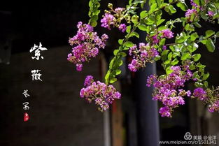紫薇花的花语和传说中，它代表着高洁和长寿
