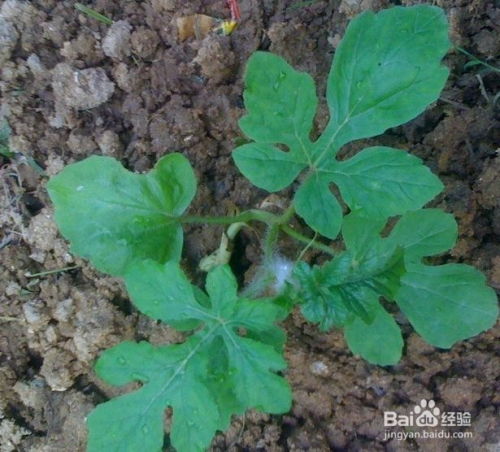 西瓜移栽那些事儿