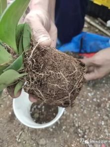 养花土如何杀菌消毒？效果如何
