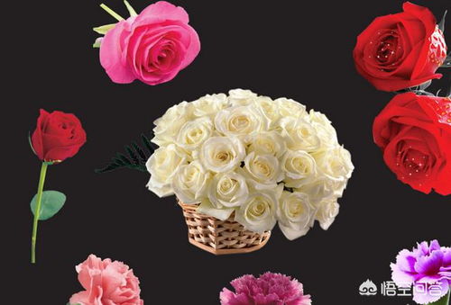 著名花卉及其象征的品格：领略花卉的魅力